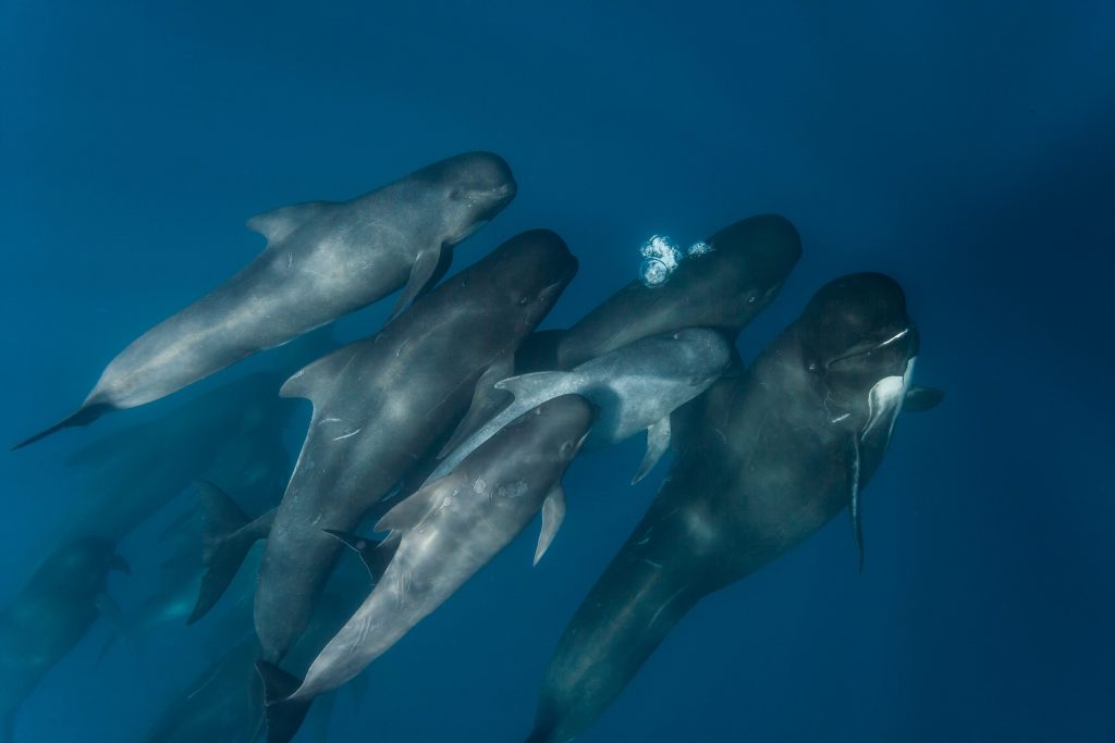Gli scienziato non sanno per ché accade, ma è molto probabile che qualcosa disturbi i loro sistemi di orientamento