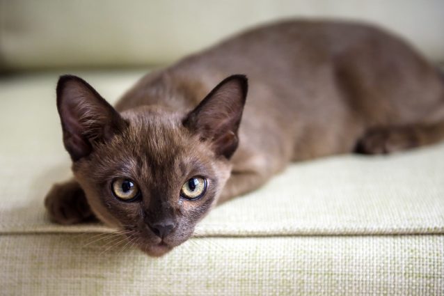 gatto burmese