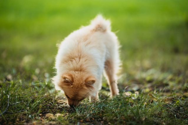 boccone avvelenato cane