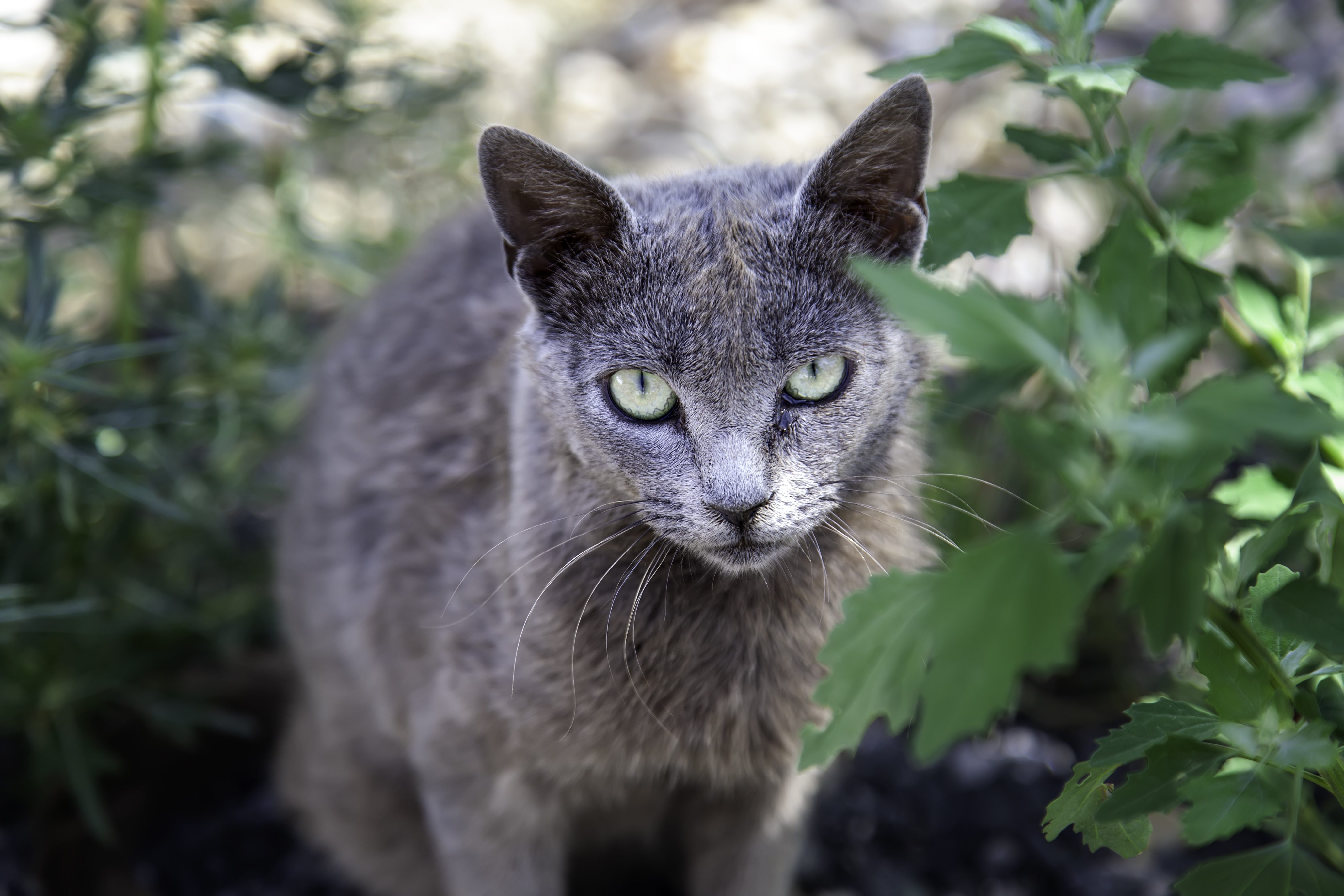 gatto burmese