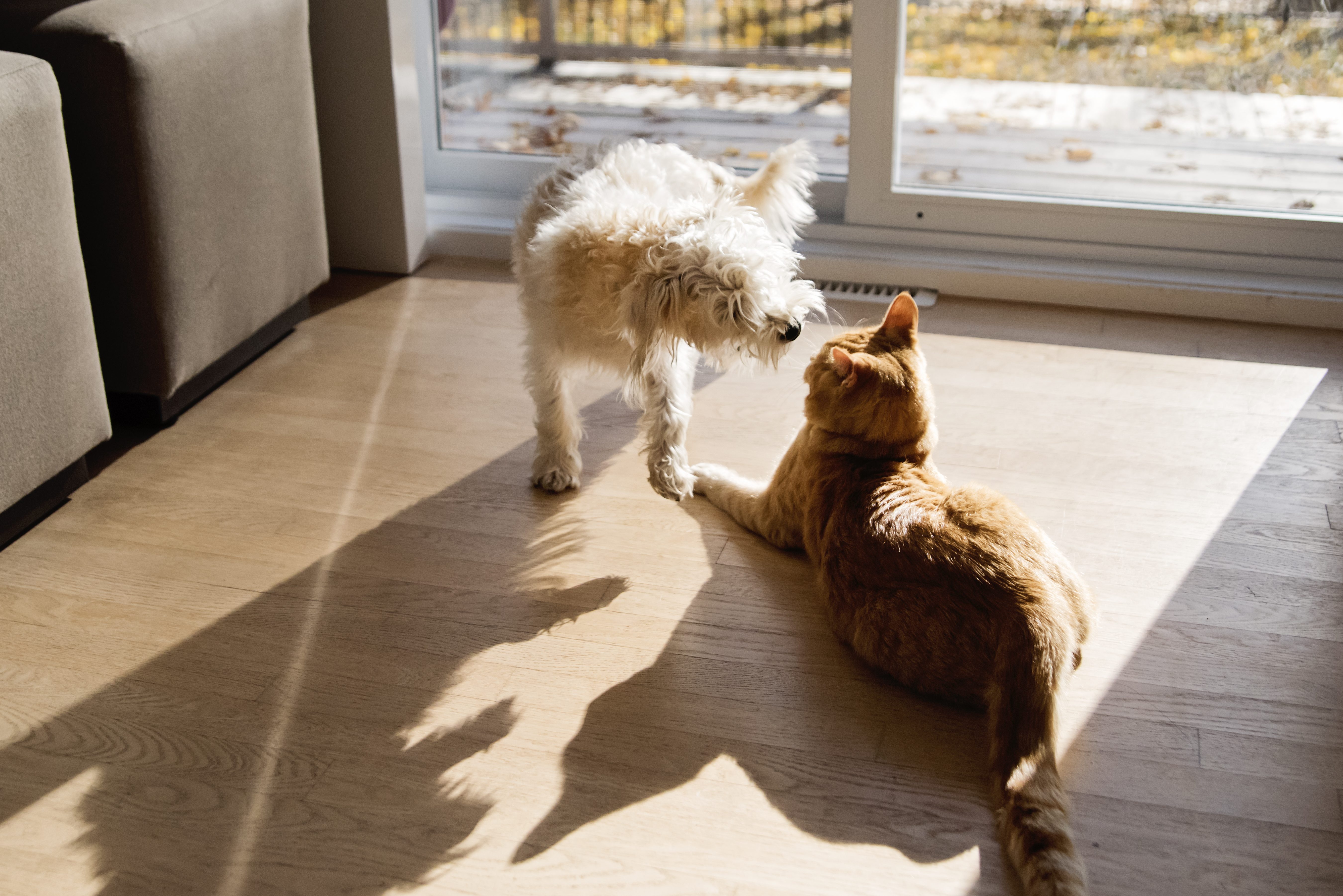 cane gatto