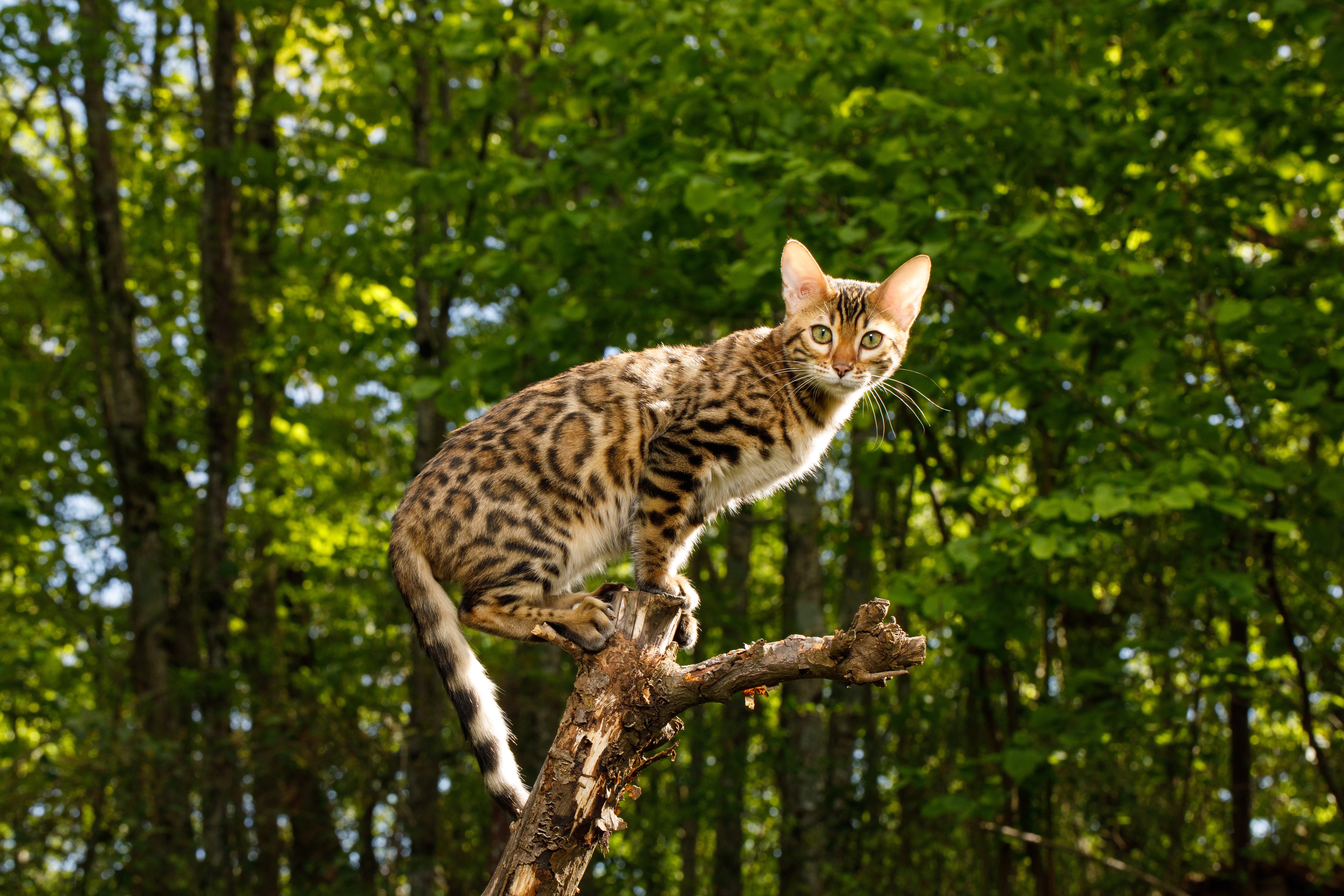 gatto bengala