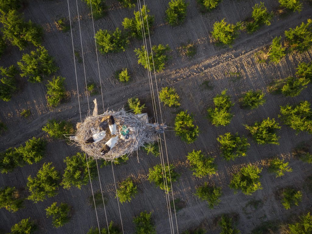 Spesso i loro nidi sono costruiti su tetti tralicci, pali e altre strutture antropiche
