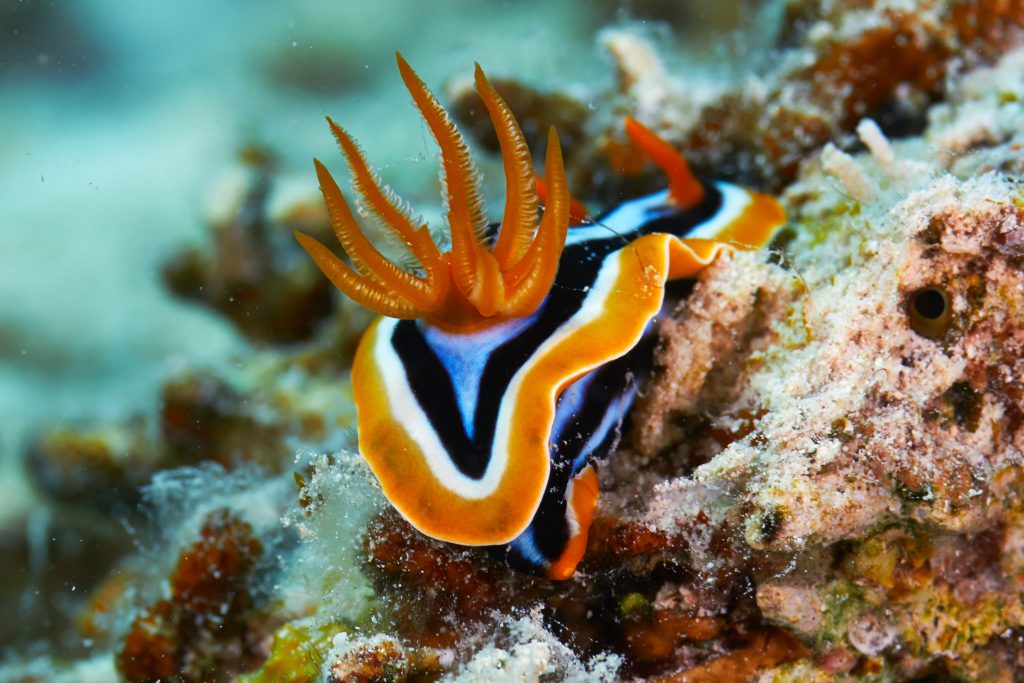 Il nudibranco pigiama