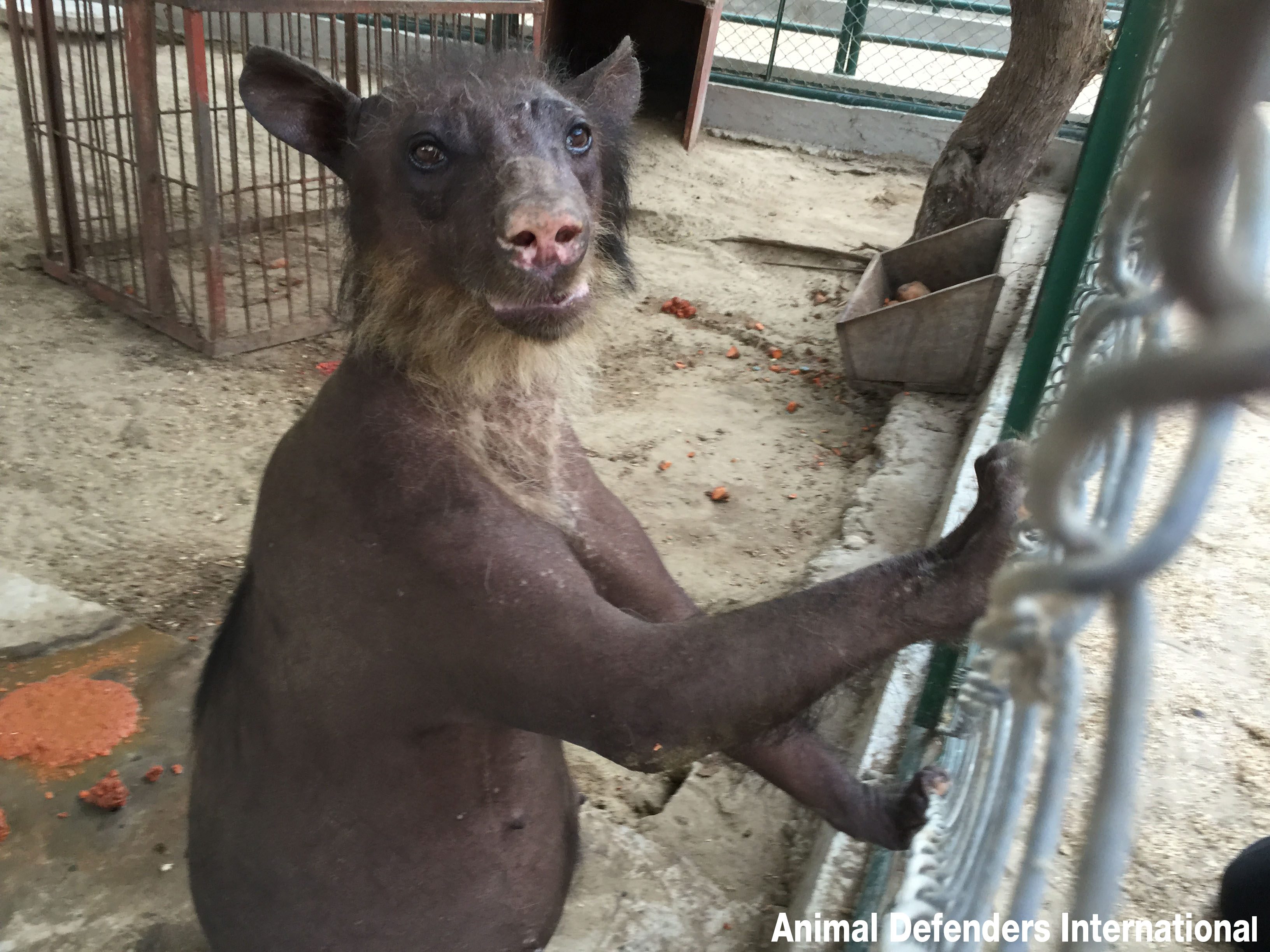 Cholita nella gabbia dello zoo dove ha vissuto per dieci anni (credits:@ADI)