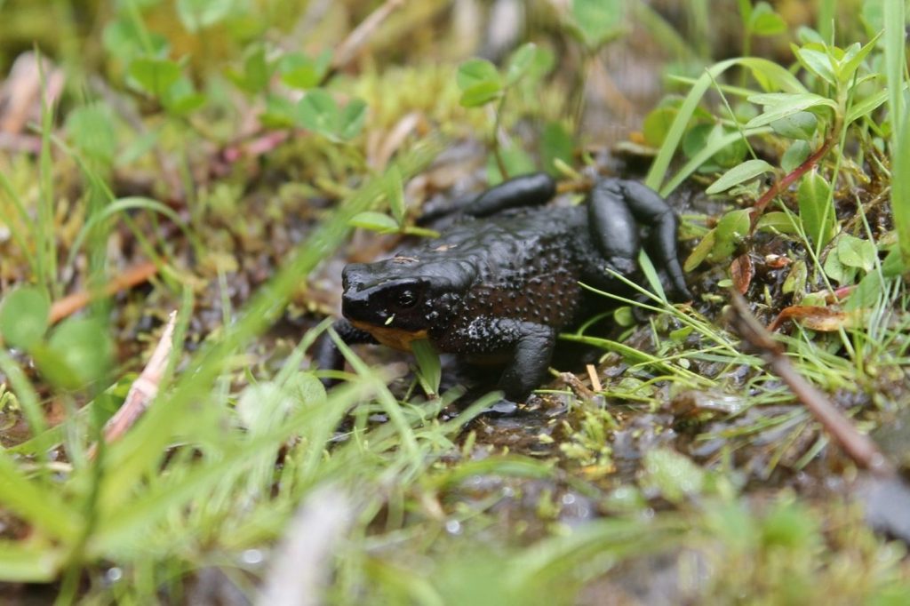 Atelopus ignescens, considerata estinta in Ecuador negli anni 80, è stata poi riscoperta nel 2016. Questo esemplare è stato fotografato in natura nel 2019. Kyle E. Jaynes et al., 2022