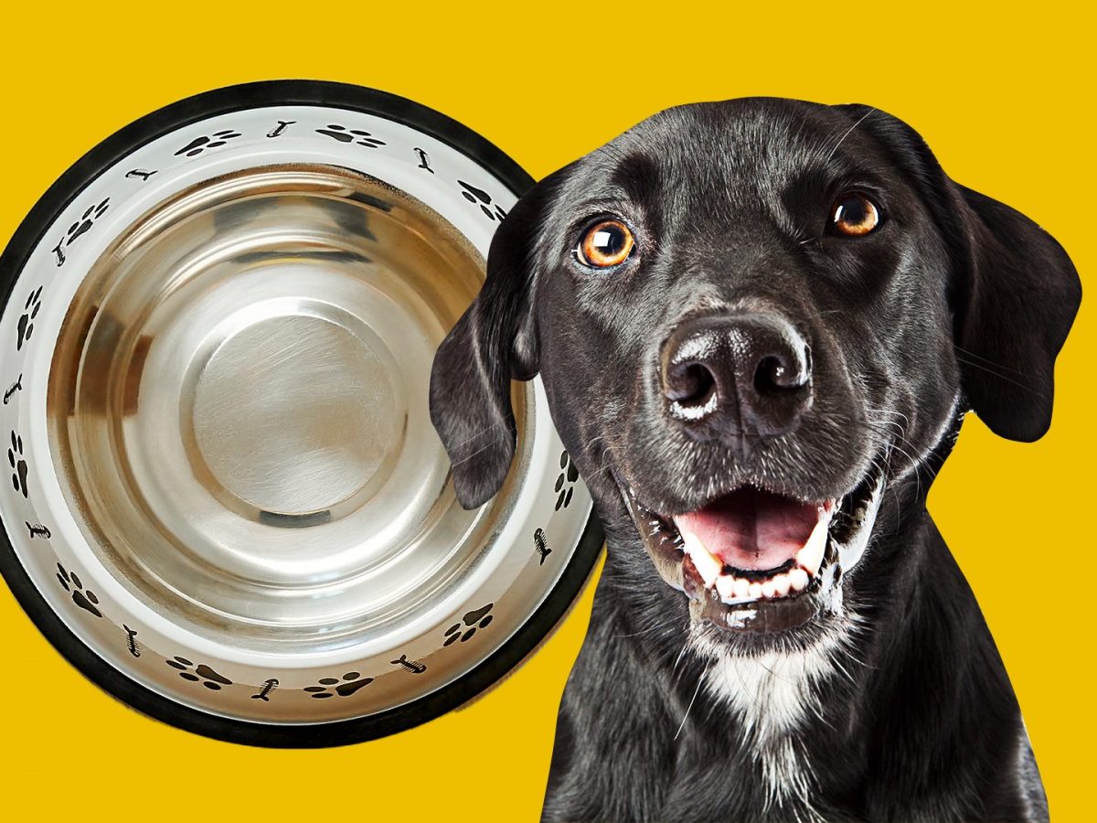 Cosa deve mangiare un cane castrato? I consigli per l'alimentazione giusta