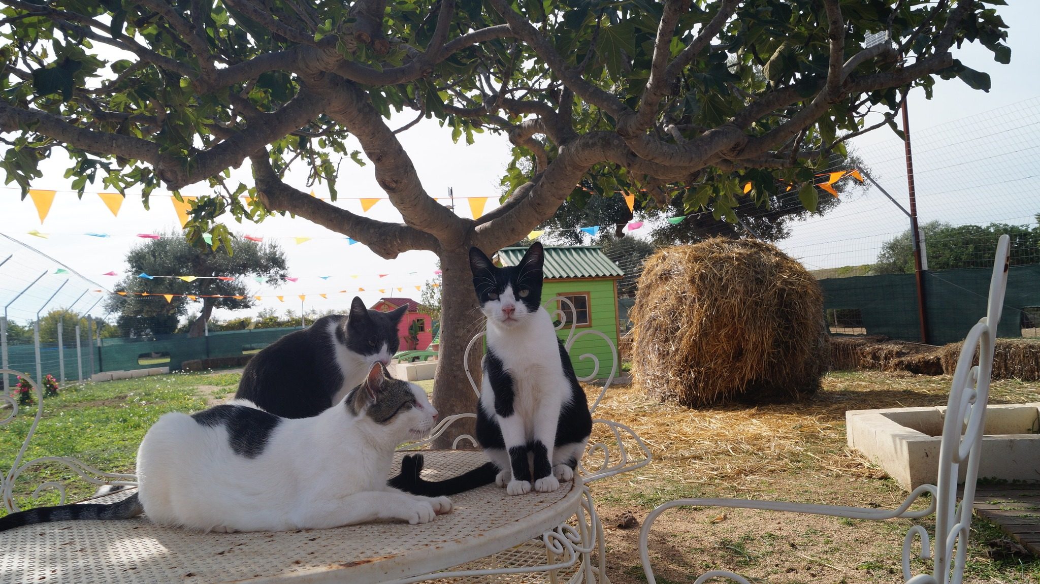 Casa Gattini Mola | Kodami