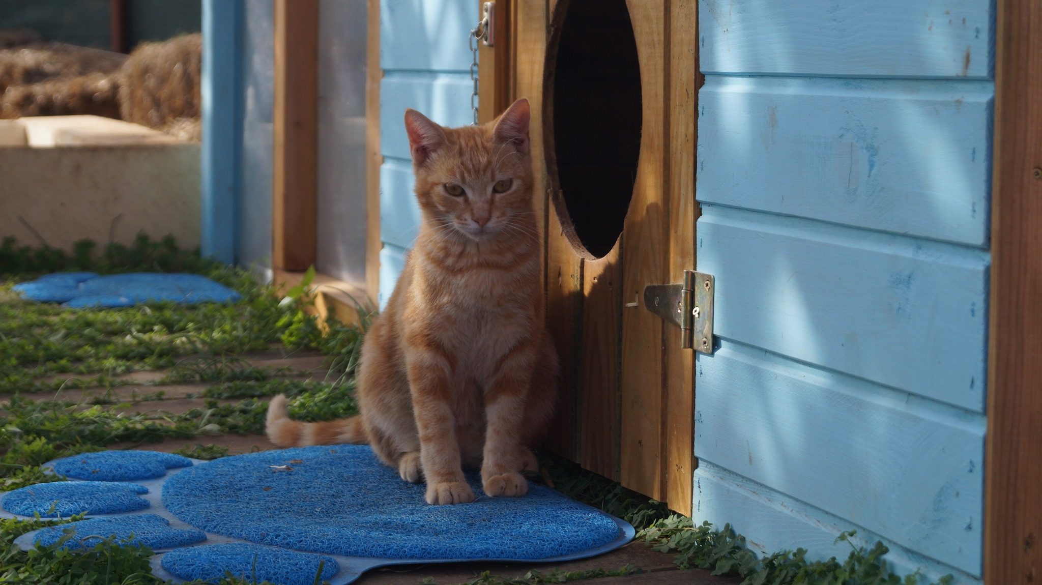 Casa Gattini Mola | Kodami