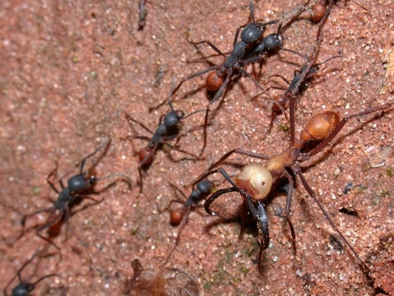Una formica soldato di Eciton burchellii che protegge le operaie, foto di Alex Wild via Wikimedia Commons