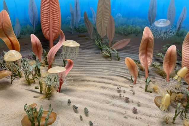 Come doveva essere un paesaggio marino nell’Ediacarano, immagine della Smithsonian Institution