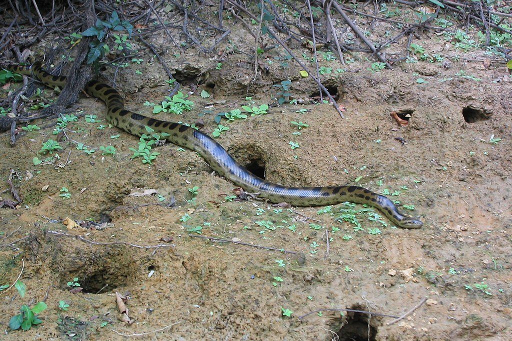 Un anaconda boliviano, la quarta specie confermata anche dalle analisi del DNA