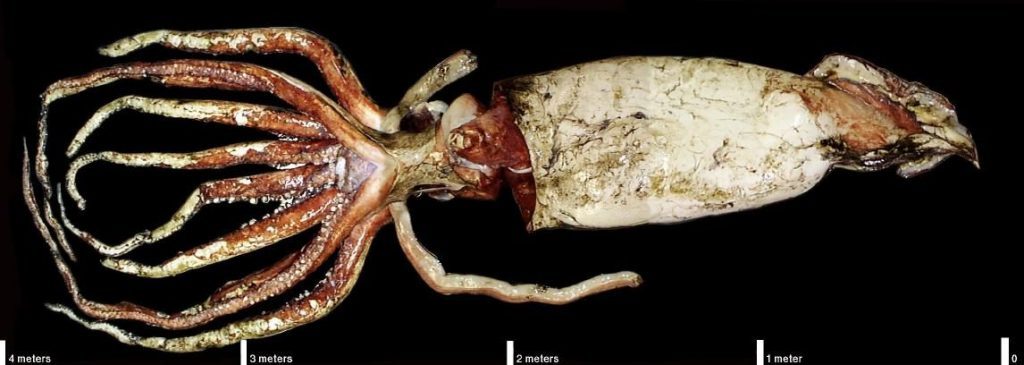 Un "piccolo" calamaro gigante di appena 4 metri senza contare i lunghi ectocotili, due lunghe appendici utilizzate nella predazione e nella riproduzione