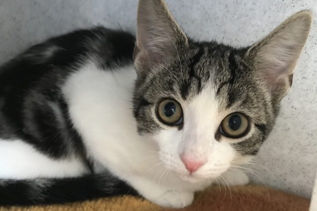 Hope il raro esempio di agenesia degli organi sessuali, foto di Cats Protection