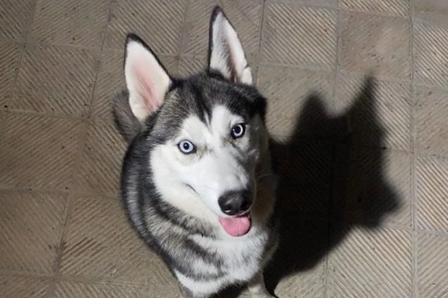 Husky Astro
