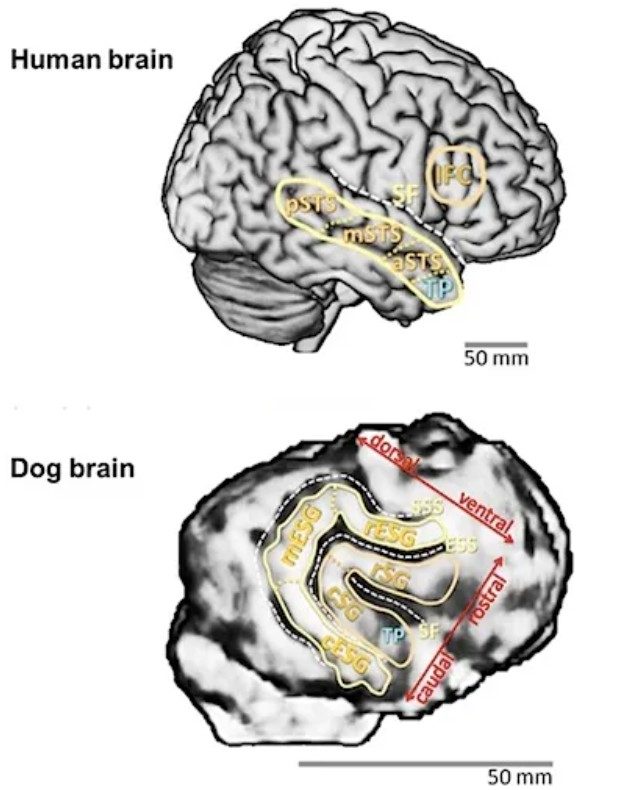 La rassomiglianza fra il cervello umano e quello del cane