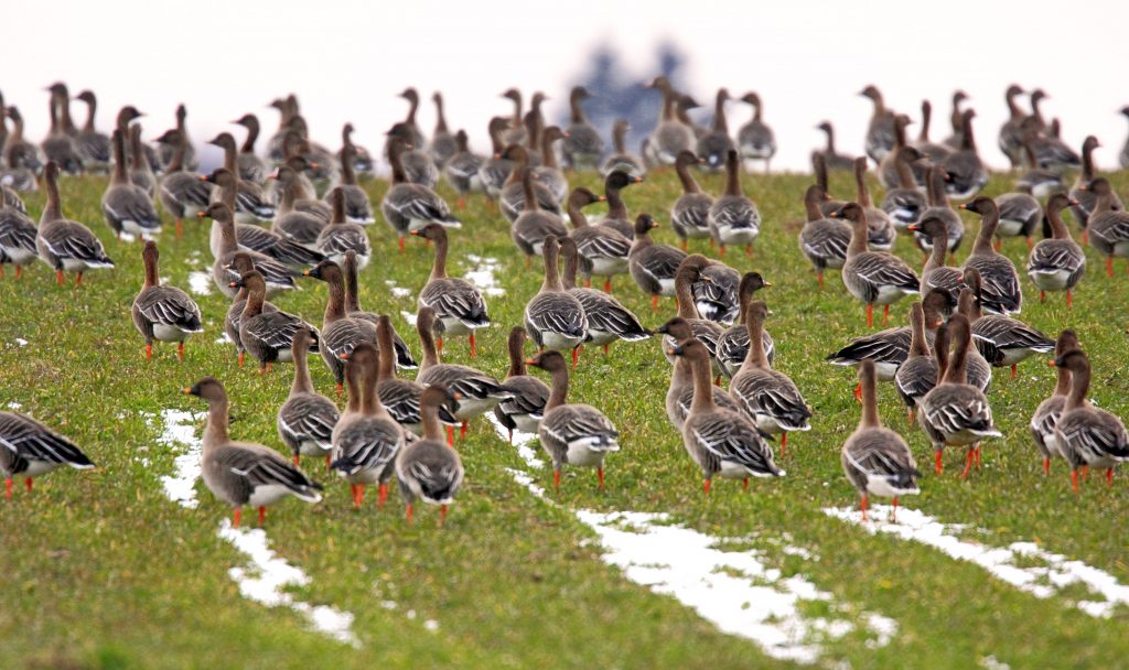 Diverse specie di oche si riproducono al Polo Nord e migrano in inverno verso l’Europa centrale Diverse specie di oche si riproducono al Polo Nord e migrano in inverno verso l’Europa centrale