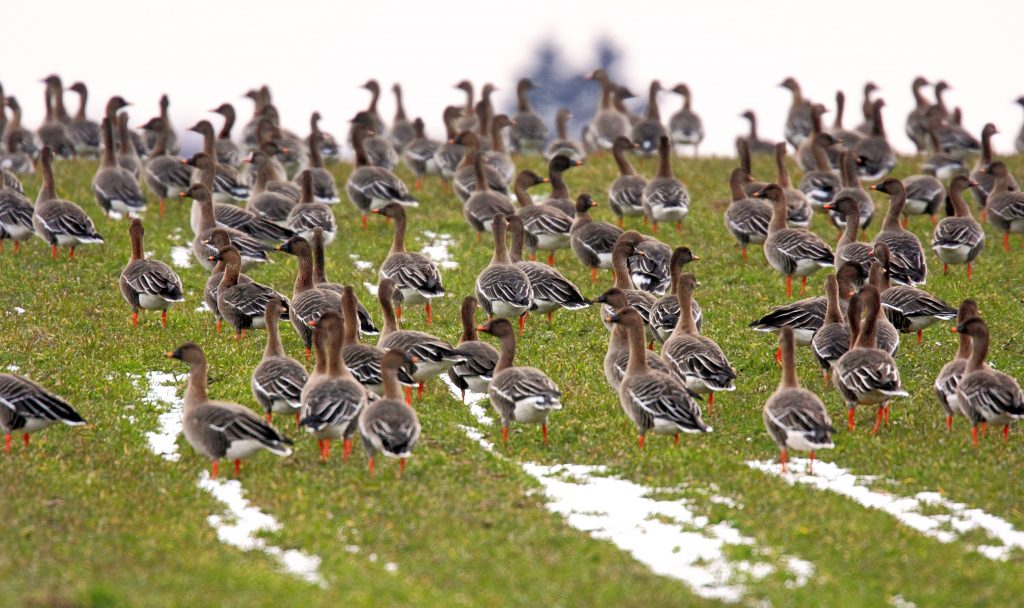 Diverse specie di oche si riproducono al Polo Nord e migrano in inverno verso l’Europa centrale