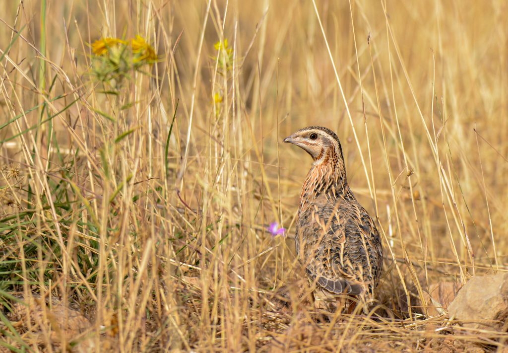 In natura, le quaglie vivono e nidificano a terra, tra i prati