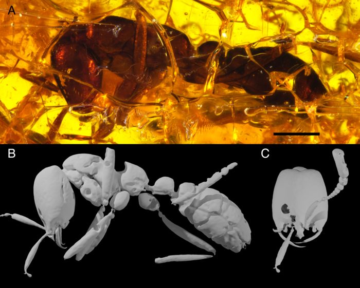 Ricostruzione in 3D di Dissimulodorylus perseus, Sosiak et al. 2022