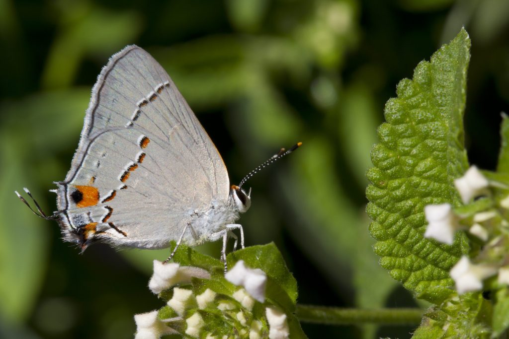 La farfalla Strymon melinus imita una falsa testa (con tanto di antenne) sulla parte posteriori della ali. Un caso di automimetismo