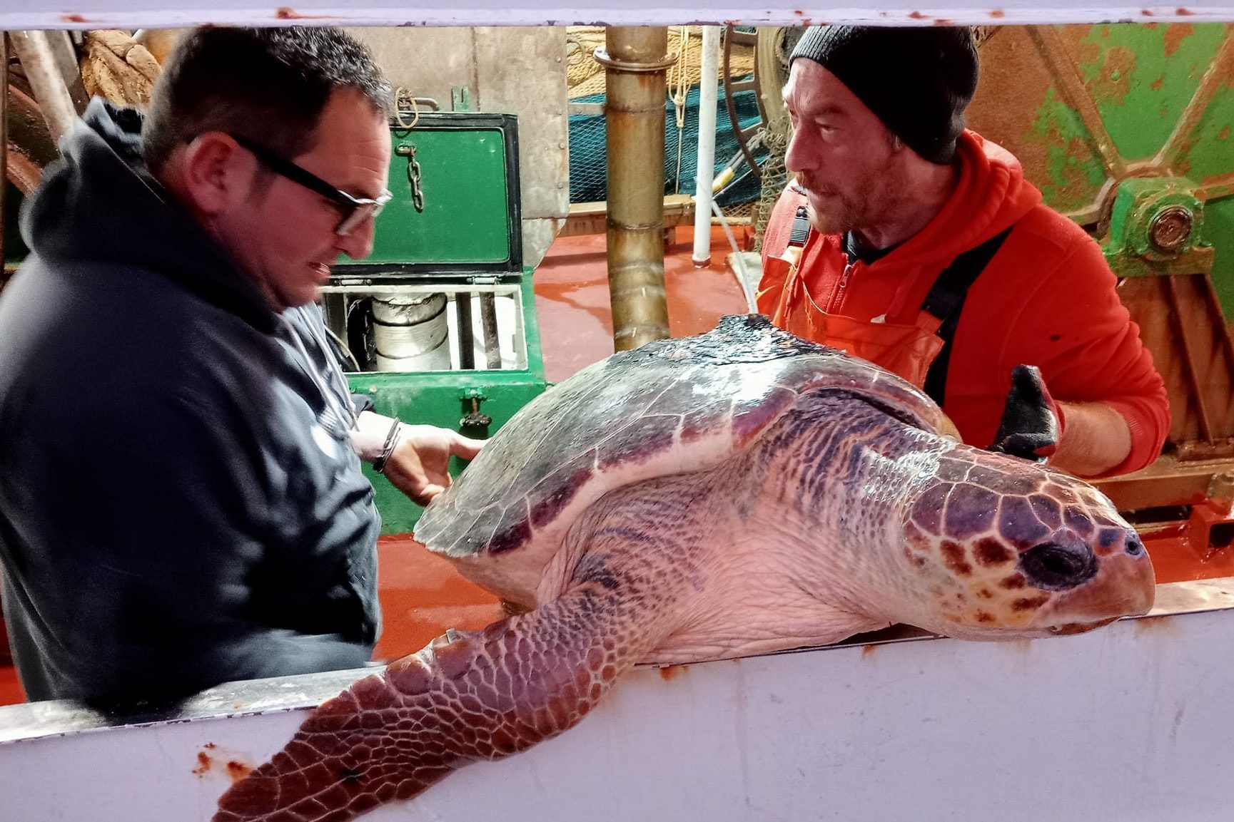 300-tartarughe-caretta-salvate-grazie-alla-collaborazione-tra-pescatori