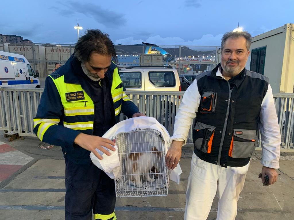 Il milite della Croce Gialla con il futuro adottante del gatto
