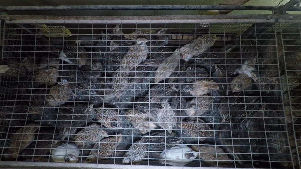 Le gabbie fotografate dell’alto mostrano gli uccelli ammassati gli uni sugli altri in spazi strettissimi. Foto di End the Cage Age/Essere Animali