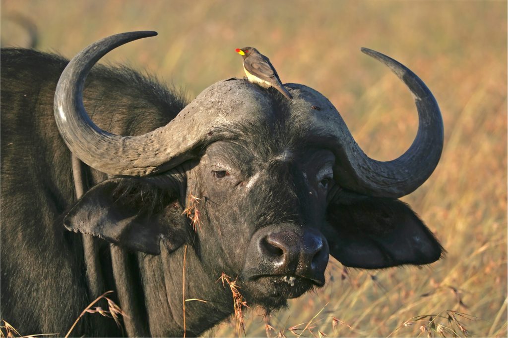 I bufali sono tra gli erbivori più tenaci e combattivi di tutta l’Africa