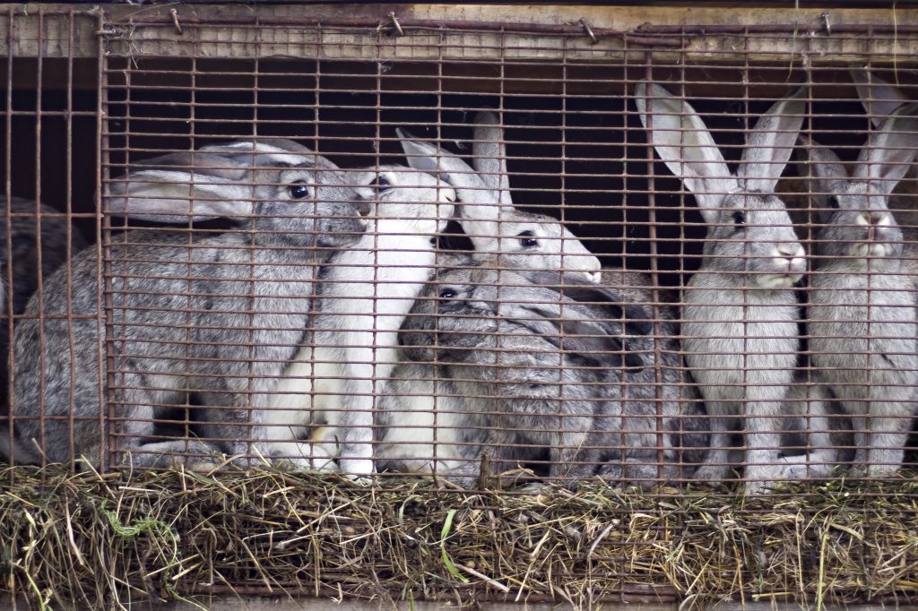 La coalizione ha presentato un report con le valutazione economiche di una transizione "cage–free" per conigli e gabbie