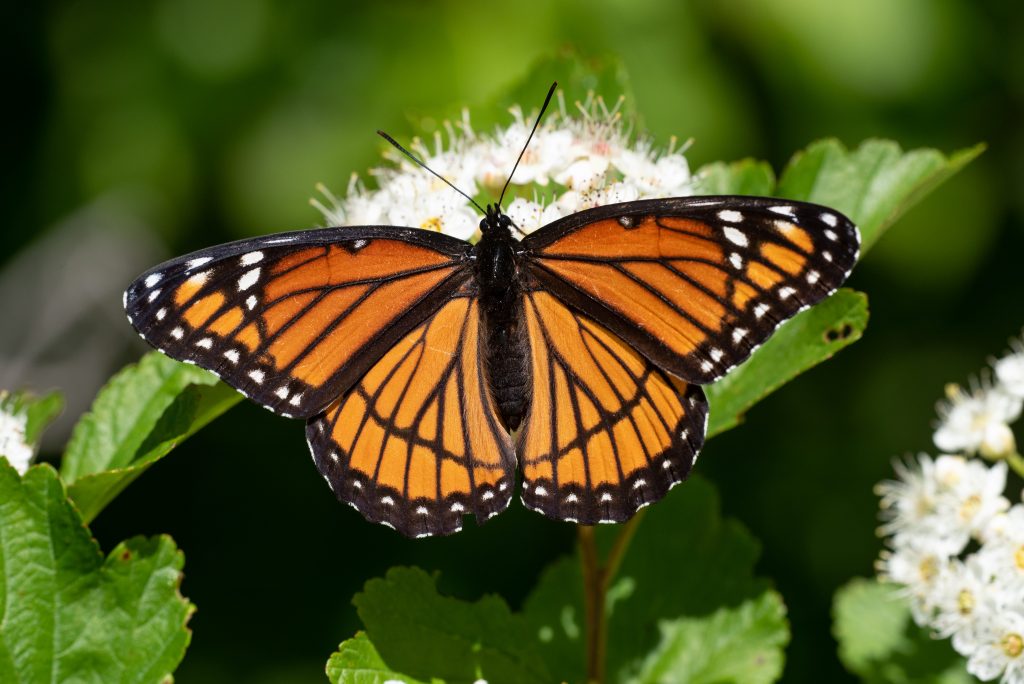 La farfalla Limenitis archippus dal sapore tossico, insieme ad altre de genere Danaus, come la farfalla monarca, fa parte di un complesso di specie mulleriane tossiche che hanno sviluppato schemi, disegni e colori di avvertimento identici