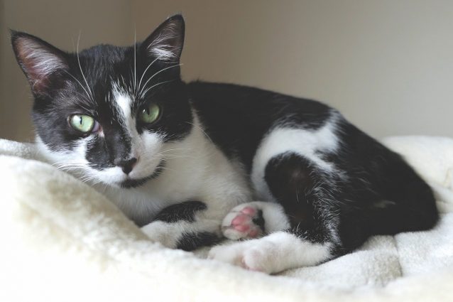 gatto freddo