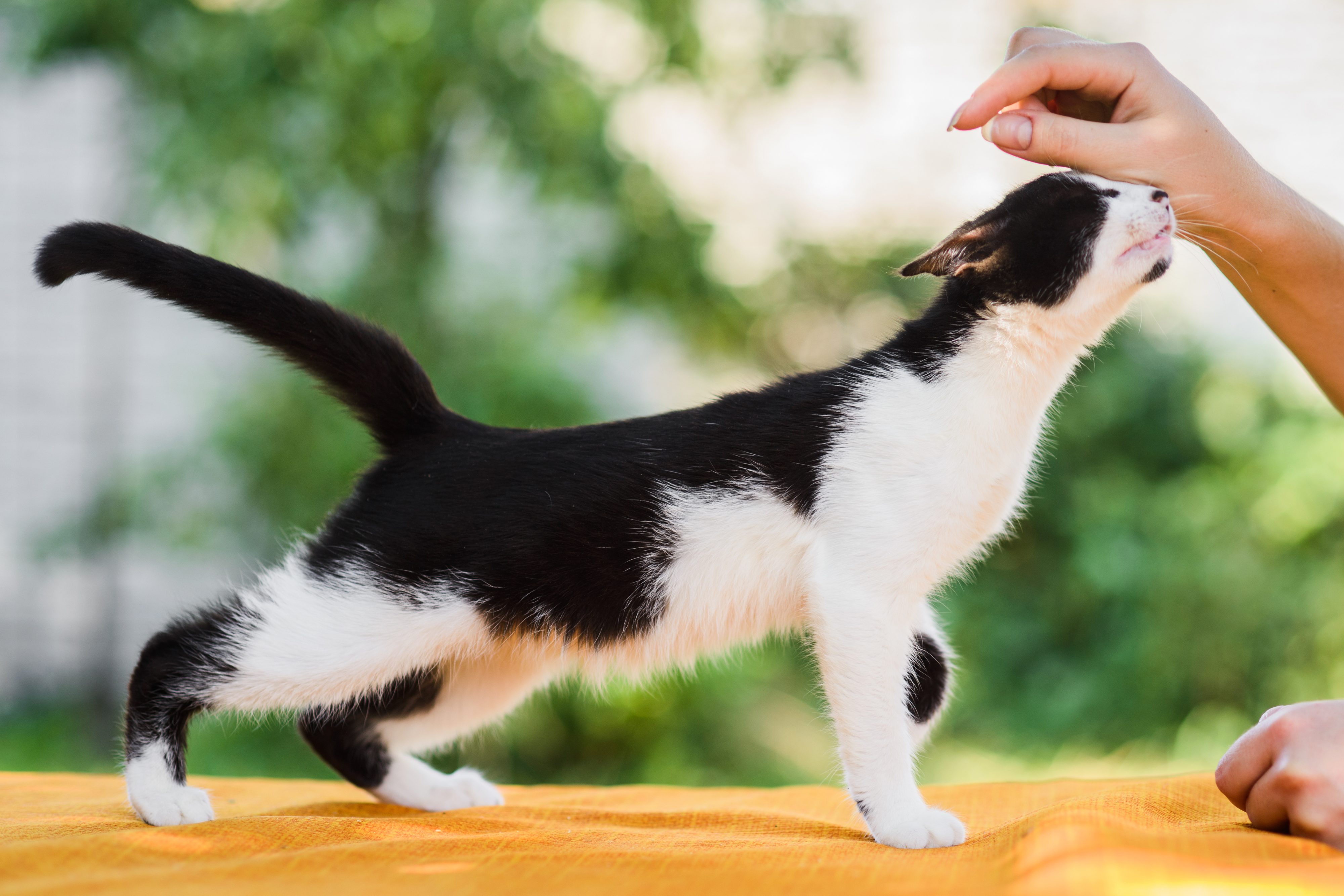 gatto testata