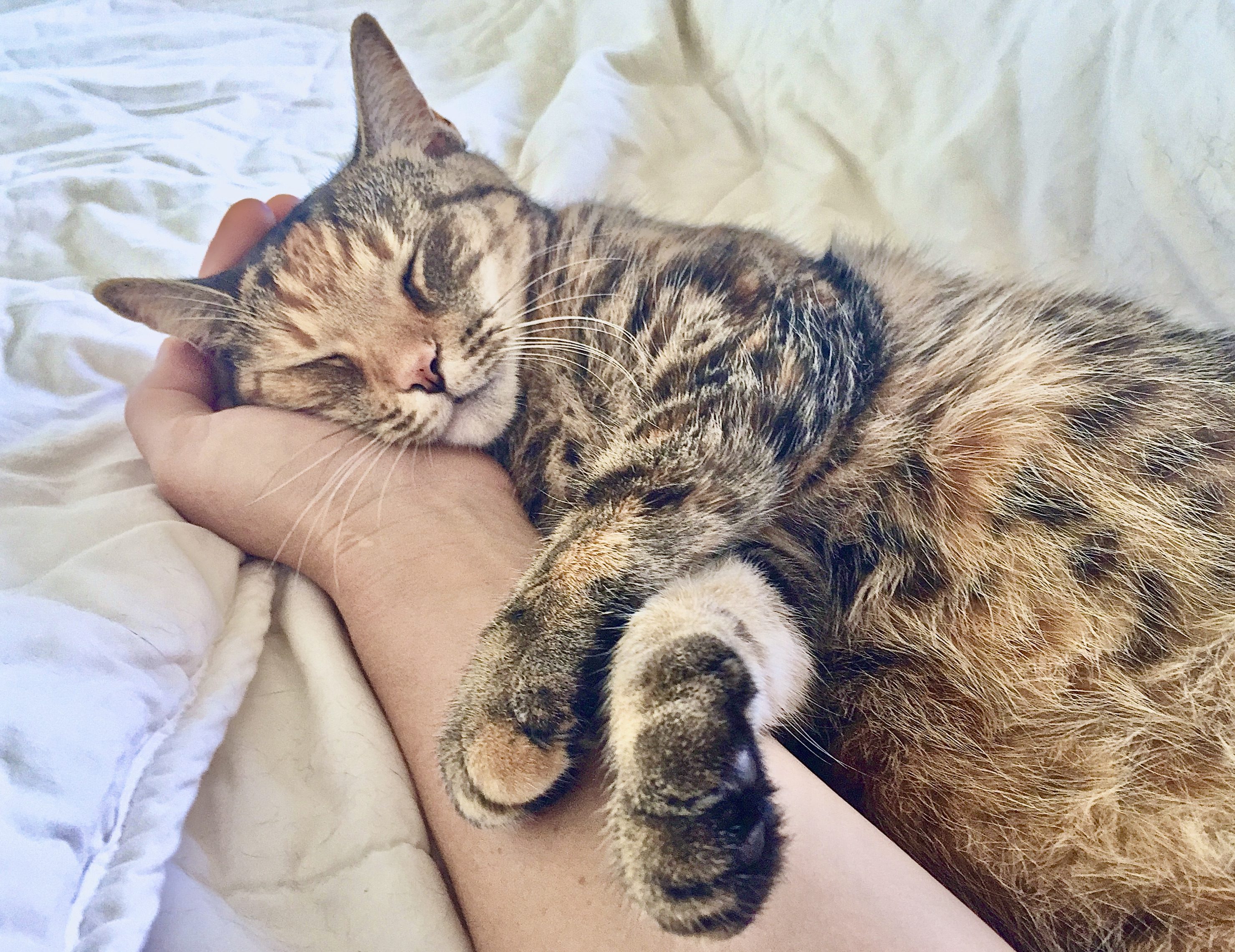 gatto fusa