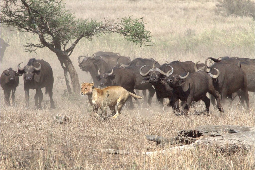 Leoni e bufali si scontrano di continuo e quasi sempre sono gli erbivori a spuntarla