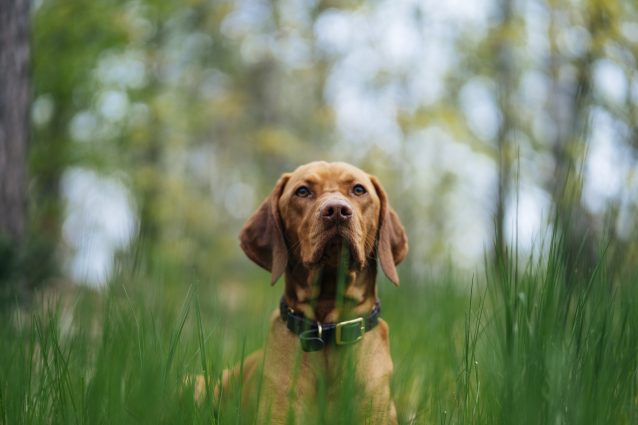 cane da caccia