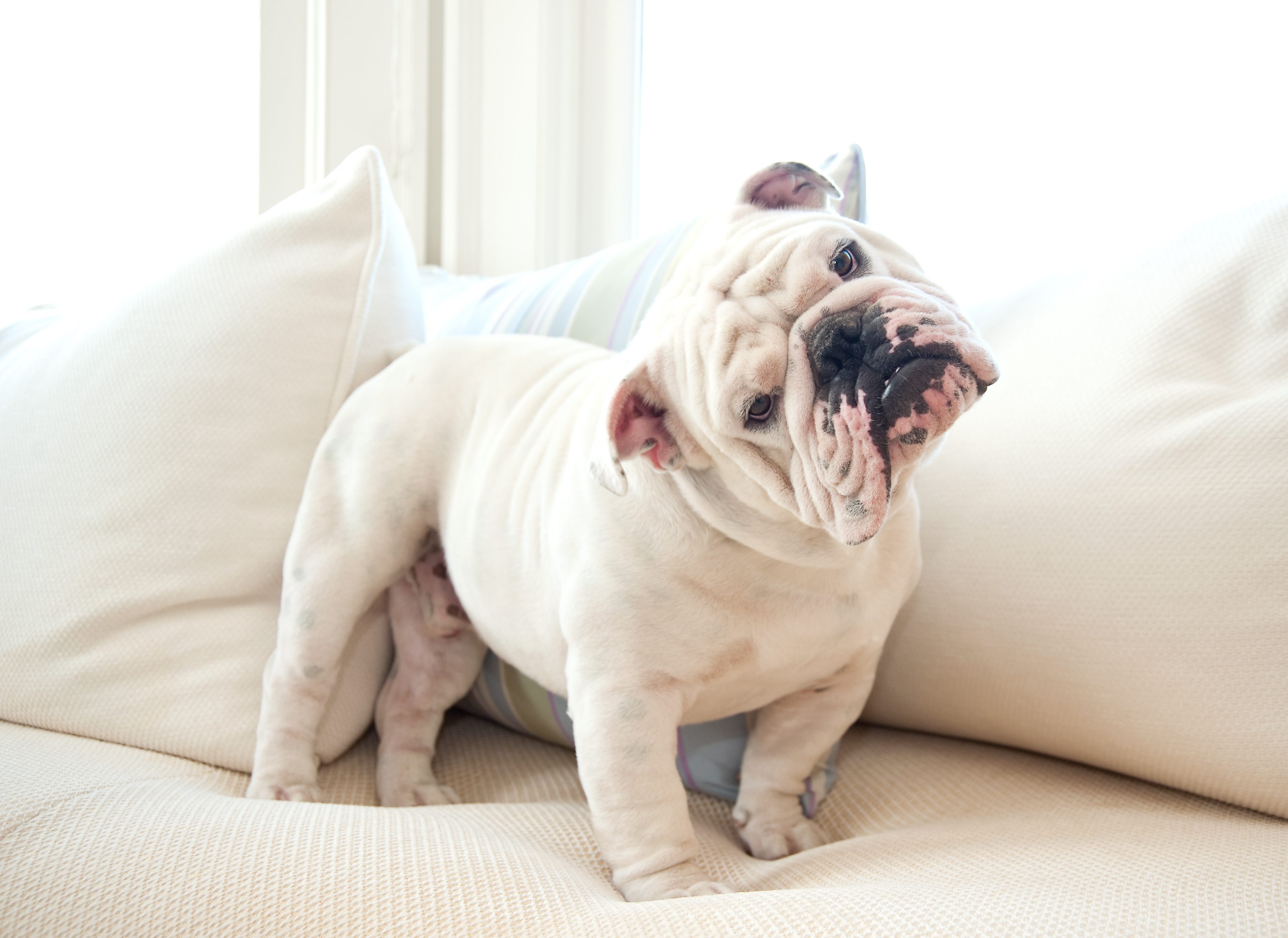 Bulldog inglese