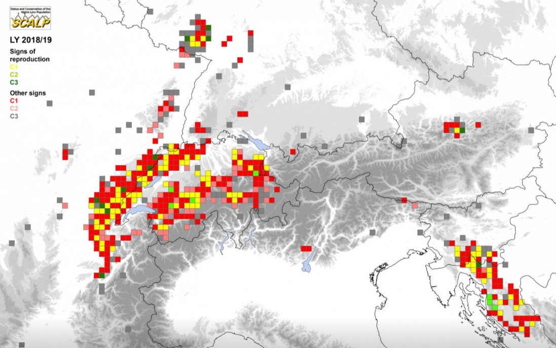 Distribuzione della lince nelle Alpi nell’anno 2018 secondo i criteri SCALP – non vengono riportate le segnalazioni del 2022 in Piemonte e Valle d’Aosta© SCALP