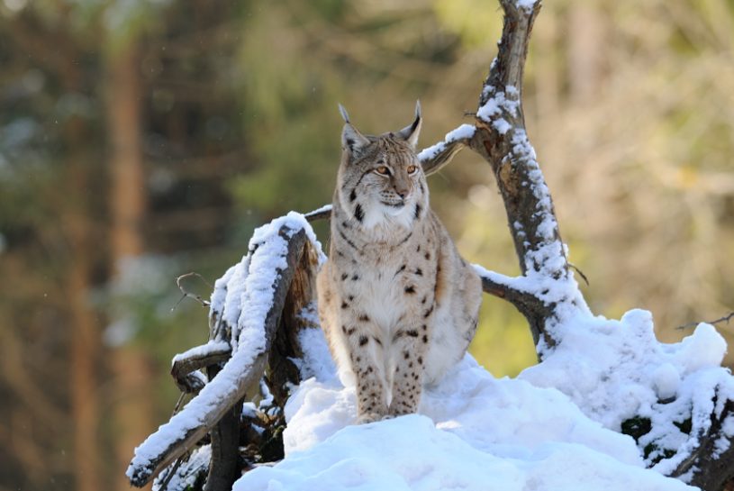 © Frapporti – Lynx lynx – Archivio Servizio Foreste e fauna PAT