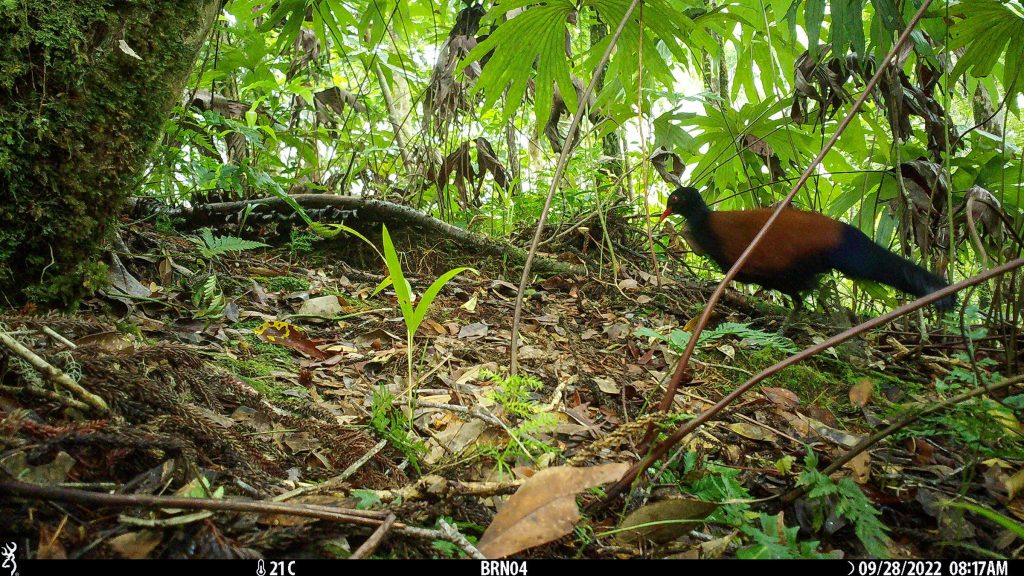 L’uccello perduto catturato dalla fototrappola. Foto di Foto: Doka Nason/American Bird Conservancy