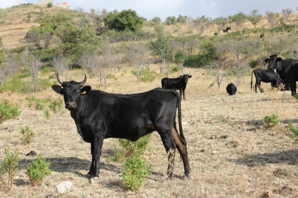 Razza Bovina Cinisara, fra le razze più antiche e maggiormente a rischio della Sicilia.