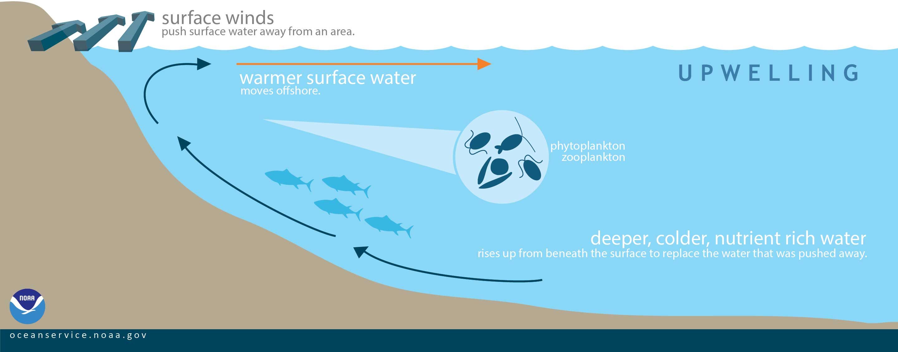 Il fenomeno dell’upwelling