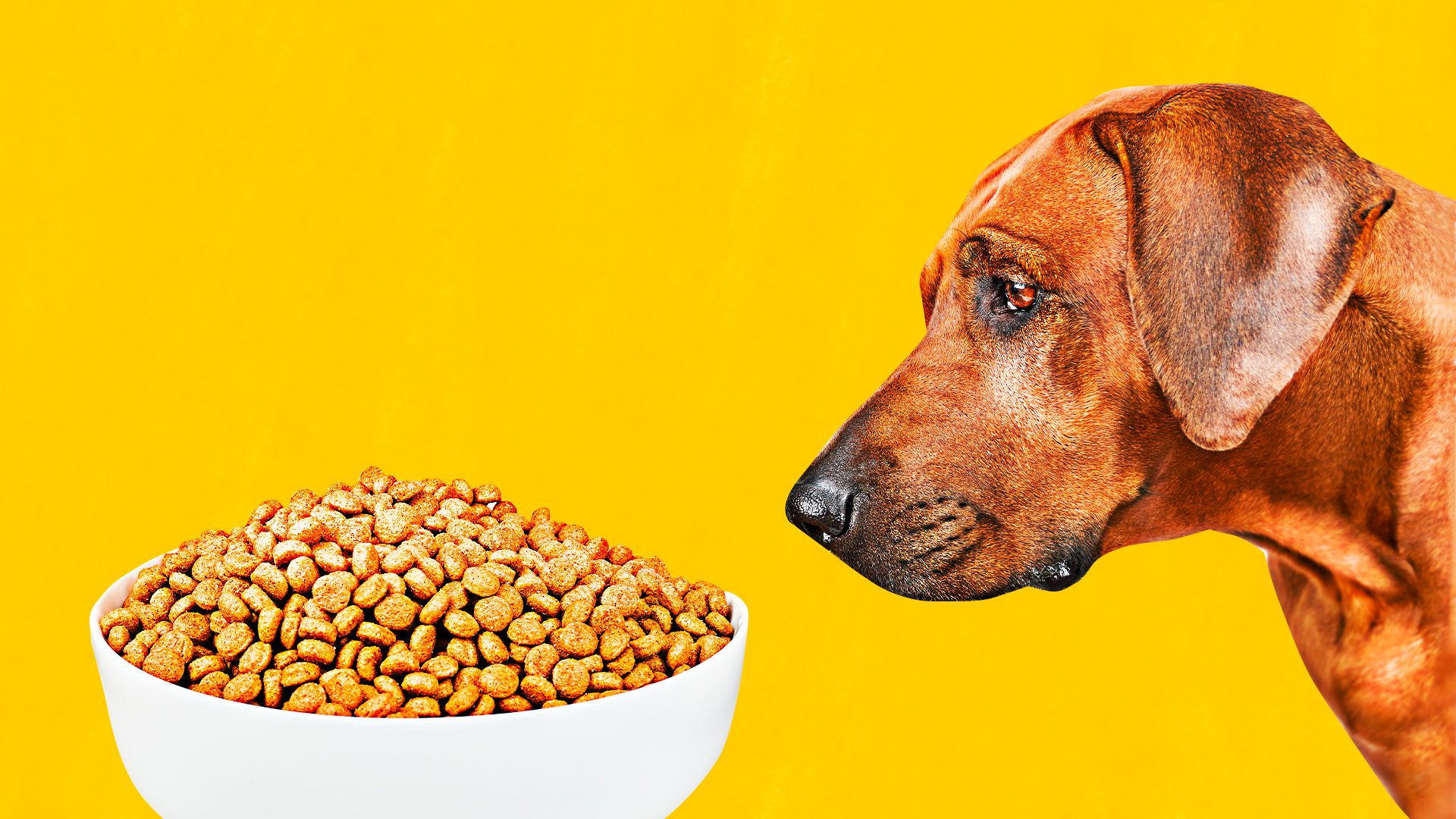 Perché il mio cane non mangia? Possibili cause e rimedi