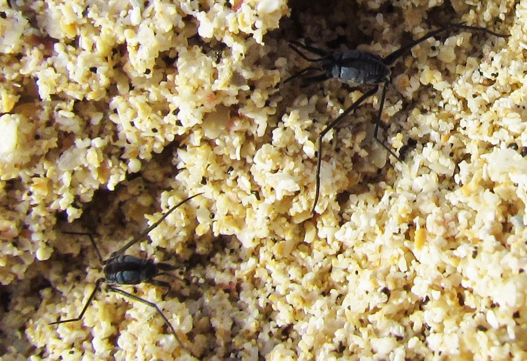 Due esemplari di Halobates sp., gli unici veri insetti marini del Pianeta
