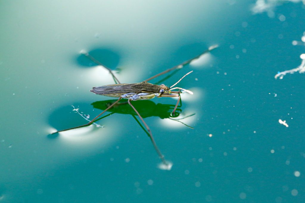 I gerridi sono i più comuni tra gli insetti in grado di 2camminare" sull’acqua
