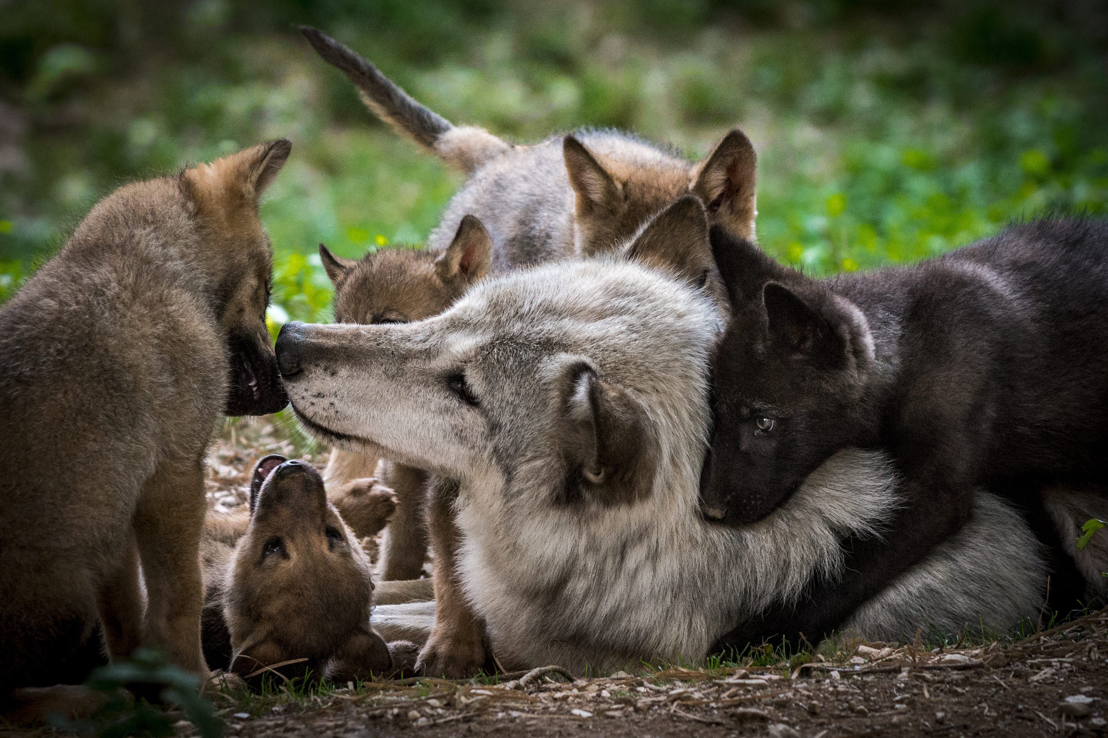 cani cuccioli