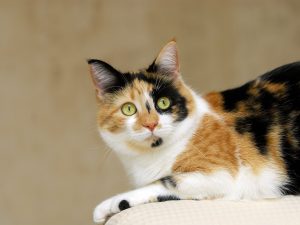 gatto calico