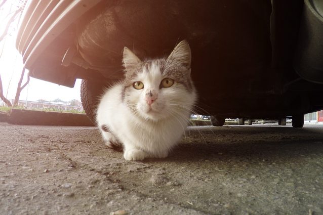 gatto