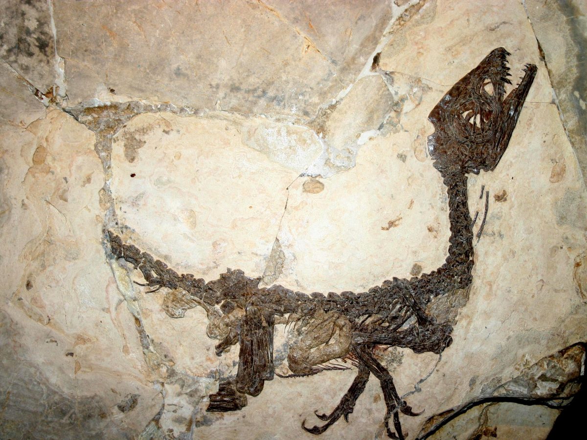 Come si forma il fossile di un dinosauro Come si forma il fossile di un dinosauro