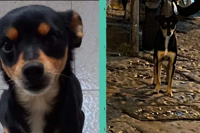 Il cane Peppiniello